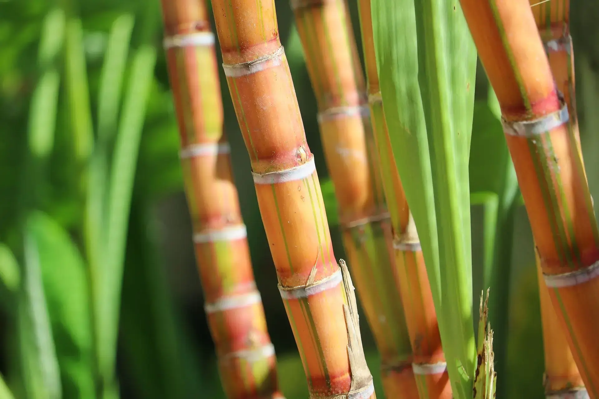 Bamboo