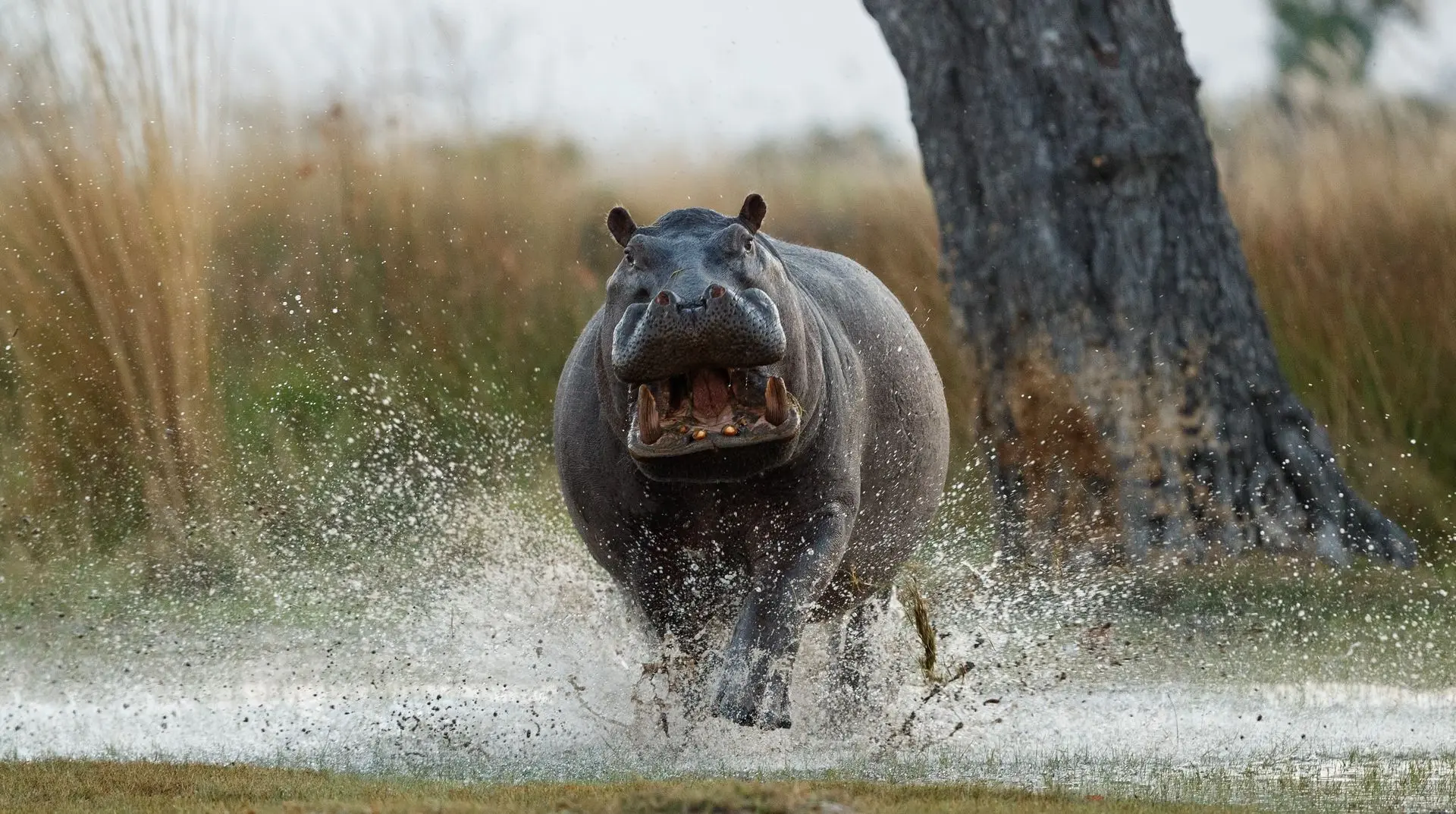 Hippo Running 