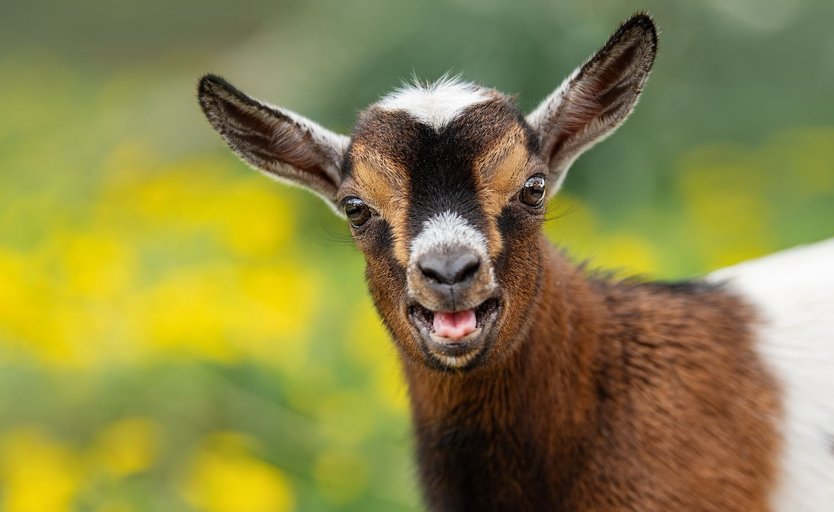 Goat 