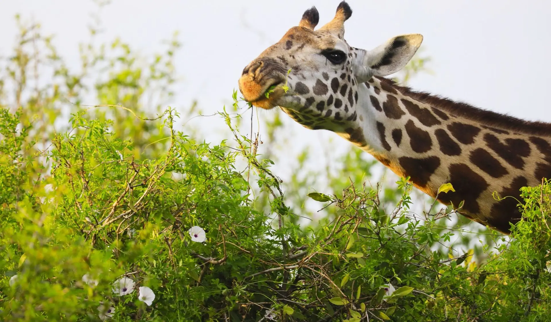 Giraffe eating leaf