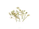 Bamboo Skewer - Knotted 9cm