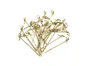 12cm Bamboo Skewer | Knotted | 100's 